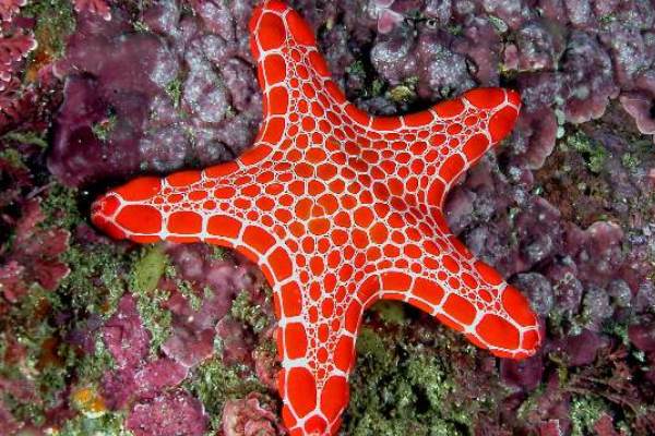 Man-Archy Starfish