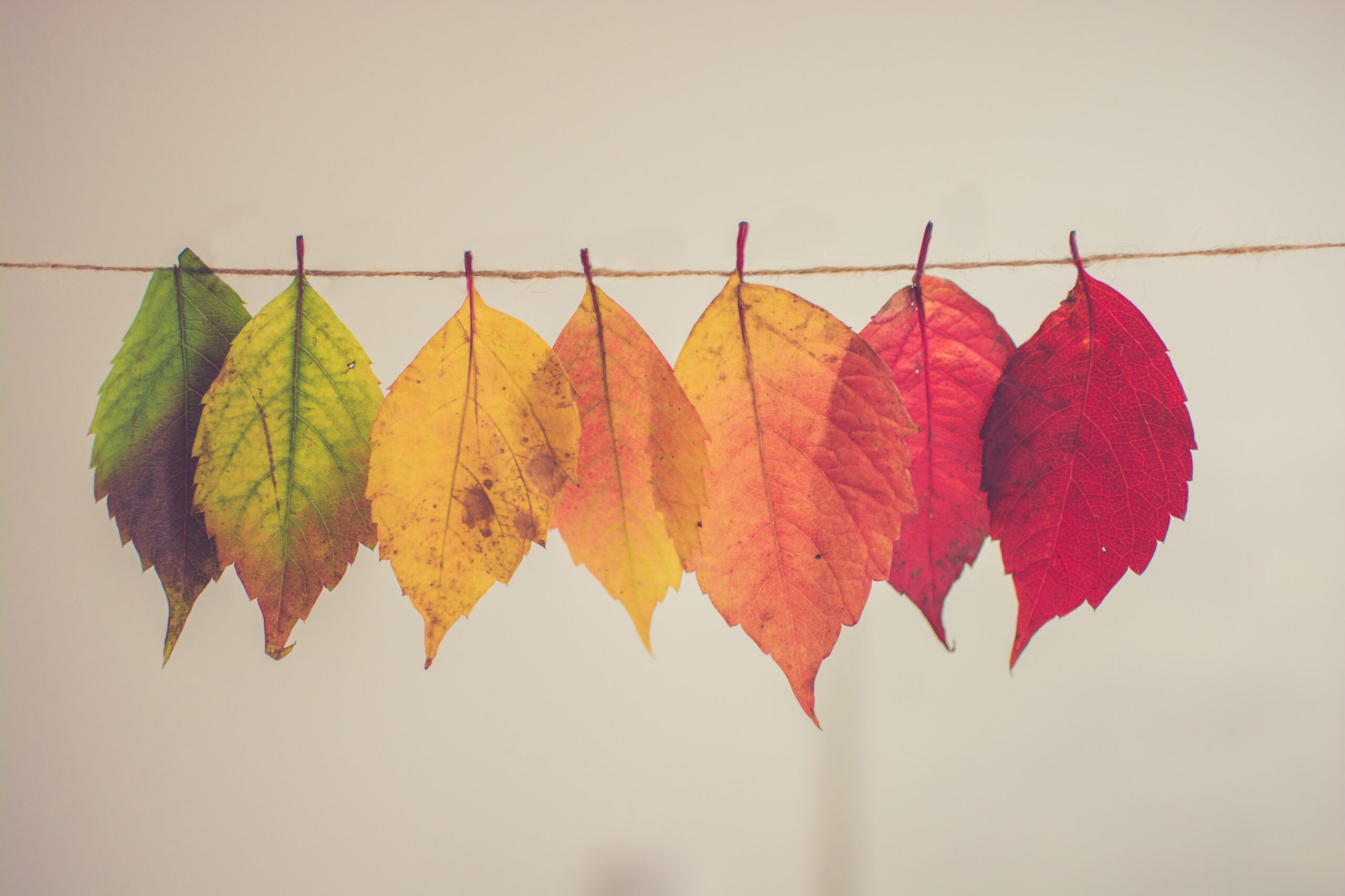 A series of leaves hung up on a string